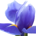 Kořen orris Iris germanica, Iris florentina, Iris pallida 2