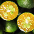 Filipínský citrón Citrus x Microcarpa 2