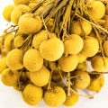 Dračí oko Dimocarpus Longan 2