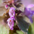 Mrtvá kopřiva Lamium purpureum 2