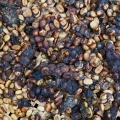 Cibetka Paradoxurus Hermaphroditus 2