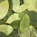 Koka Erythroxylum novogranatense 2