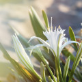 Písečná lilie Leucocrinum montanum 2
