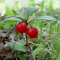 Wintergreen Gaultheria Procumbens 2