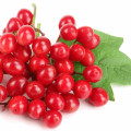 Kalina Viburnum L. 2