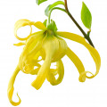 Lysylang  2