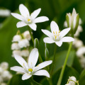 Snědek Ornithogalum umbellatum 2