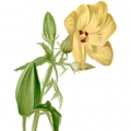 Ambrette (přírodní pižmo) Abelmoschus moschatus 2