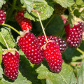Ostružinomalina Rubus × loganobaccus 2