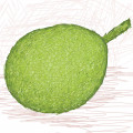 Chelbovník Artocarpus Camansi 2