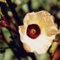 Roselle Hibiscus Sabdariffa 2