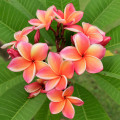 Plumérie Plumeria L. 2