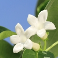 Stephanotis  2