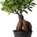 Gajumaru Banyan Ficus Microcarpa 2