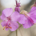 Kakost oddenkatý Geranium Macrorrhizum 2