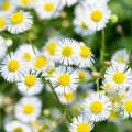 Turan Erigeron glaucus 2
