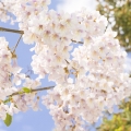Pavlovnie Paulownia 2