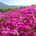 Mechový flox Phlox Subulata 2