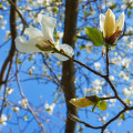 Šácholan Magnolia × Soulangeana 2