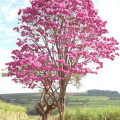 Růžový strom Ipê Handroanthus Heptaphyllus 2