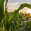 Kukuřice Zea Mays 2