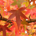 Ambroň Liquidambar Styraciflua 2