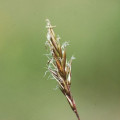 Tomka vonná Anthoxanthum Odoratum 2