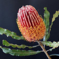 Banksie australská  Banksia 2