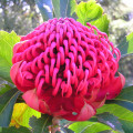 Waratah Telopea Speciosissima 2