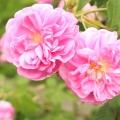 Taif růže Rosa damascena trigintipetala 2