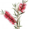Štětkovec Callistemon Spp. 2