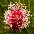 Grevilea Grevillea Banksii 2