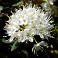 Ledum Ledum Groenlandicum 2