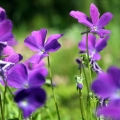 Fialka Viola odorata 2