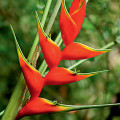 Heliconia Heliconia Rostrata 2