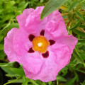 Cistus (skalní růže) Cistus Creticus L. 2