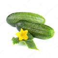 Květ okurky Cucumis Sativus L. 2