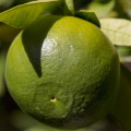 Zelená mandarinka Citrus Reticulata 2
