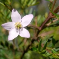 Boronia Boronia megastigma 2