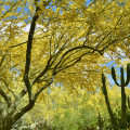 Strom palo verde Parkinsonia Aculeata 2