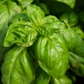 Bazalka Ocimum basilicum 2