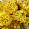 Slaměnka Helichrysum angustifolium 2