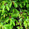 Capitiú Siparuna Guianensis Aubl 2