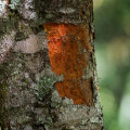 Sekvoje Paubrasilia Echinata 2