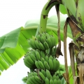 Banán Musa paradisiaca ssp. sapientum 2