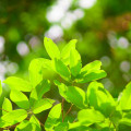 Bílé meranti Shorea Bracteolata 2