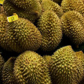 Durian Durio Zibethinus 2