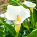Kala Zantedeschia Aethiopica 2