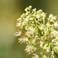 Liči květ Litchi chinensis inflorescentia 2