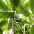 Banánový list Musa paradisiaca ssp. sapientum 2